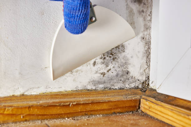 Best Real Estate Mold Inspection  in Oakland, SC
