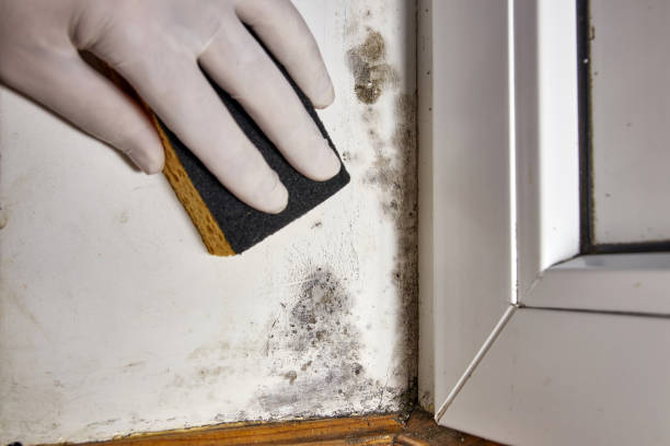 Best Mold Removal for HVAC Installations  in Oakland, SC